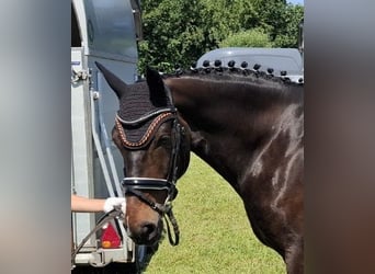 Westfale, Wallach, 8 Jahre, 165 cm, Dunkelbrauner