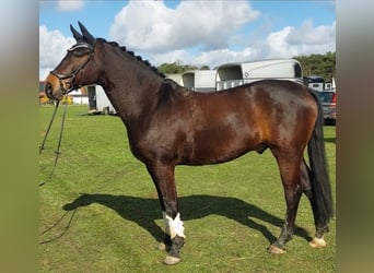 Westfale, Wallach, 8 Jahre, 165 cm, Dunkelbrauner