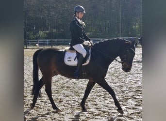 Westfale, Wallach, 8 Jahre, 165 cm, Dunkelbrauner