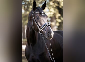 Westfale, Wallach, 8 Jahre, 165 cm, Rappe