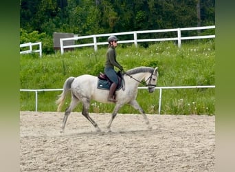 Westfale, Wallach, 8 Jahre, 165 cm, Schimmel