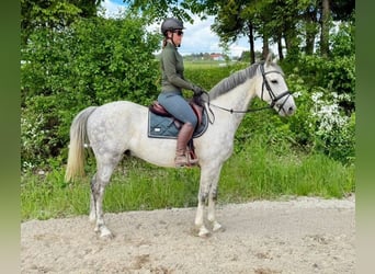 Westfale, Wallach, 8 Jahre, 165 cm, Schimmel