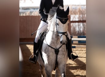 Westfale, Wallach, 8 Jahre, 165 cm, Schimmel