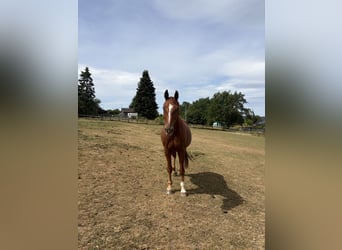 Westfale, Wallach, 8 Jahre, 166 cm, Fuchs