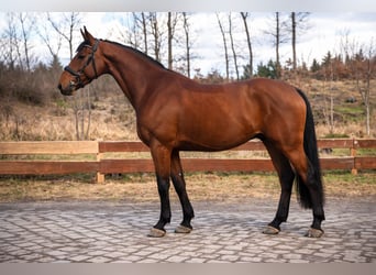 Westfale, Wallach, 8 Jahre, 167 cm, Brauner
