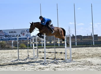 Westfale, Wallach, 8 Jahre, 167 cm, Brauner