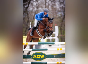 Westfale, Wallach, 8 Jahre, 167 cm, Brauner