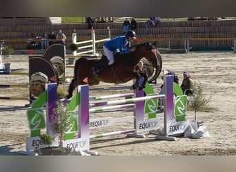 Westfale, Wallach, 8 Jahre, 167 cm, Brauner