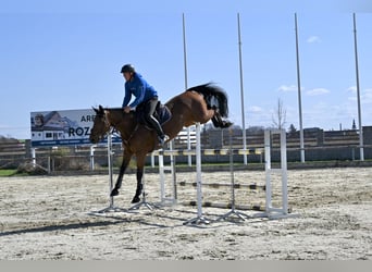 Westfale, Wallach, 8 Jahre, 167 cm, Brauner