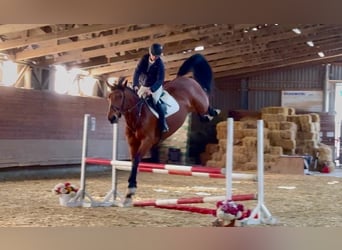 Westfale, Wallach, 8 Jahre, 167 cm, Brauner