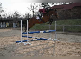 Westfale, Wallach, 8 Jahre, 167 cm, Brauner