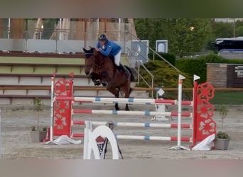 Westfale, Wallach, 8 Jahre, 167 cm, Brauner