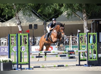 Westfale, Wallach, 8 Jahre, 167 cm, Brauner