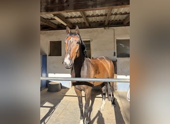Westfale, Wallach, 8 Jahre, 167 cm, Dunkelfuchs