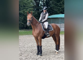 Westfale, Wallach, 8 Jahre, 167 cm, Fuchs