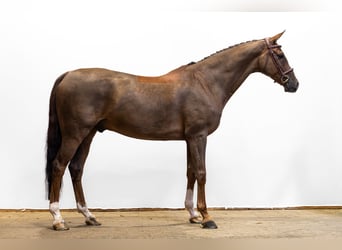 Westfale, Wallach, 8 Jahre, 167 cm, Fuchs