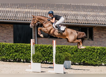 Westfale, Wallach, 8 Jahre, 167 cm, Fuchs