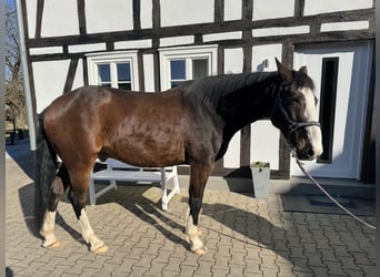 Westfale, Wallach, 8 Jahre, 168 cm, Brauner