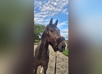 Westfale, Wallach, 8 Jahre, 168 cm, Brauner