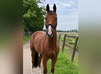 Westfale, Wallach, 8 Jahre, 168 cm, Brauner