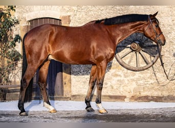 Westfale, Wallach, 8 Jahre, 168 cm, Brauner