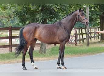 Westfale, Wallach, 8 Jahre, 168 cm, Dunkelbrauner