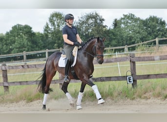 Westfale, Wallach, 8 Jahre, 168 cm, Dunkelbrauner