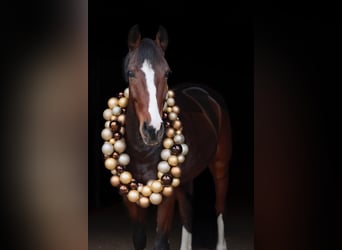 Westfale, Wallach, 8 Jahre, 168 cm, Dunkelbrauner