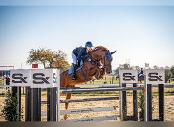 Westfale, Wallach, 8 Jahre, 168 cm, Fuchs