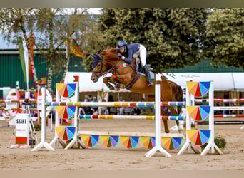 Westfale, Wallach, 8 Jahre, 168 cm, Fuchs