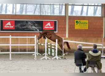 Westfale, Wallach, 8 Jahre, 168 cm, Fuchs
