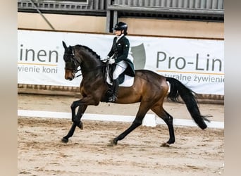 Westfale, Wallach, 8 Jahre, 168 cm, Rotbrauner