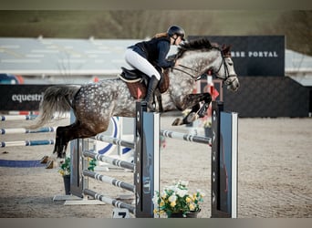 Westfale, Wallach, 8 Jahre, 168 cm, Schimmel