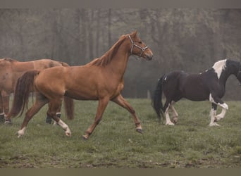 Westfale, Wallach, 8 Jahre, 169 cm, Fuchs