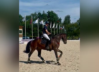 Westfale, Wallach, 8 Jahre, 170 cm, Brauner