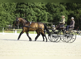 Westfale, Wallach, 8 Jahre, 170 cm, Brauner