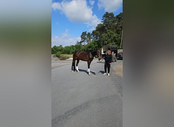 Westfale, Wallach, 8 Jahre, 170 cm, Dunkelbrauner