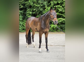 Westfale, Wallach, 8 Jahre, 170 cm, Dunkelbrauner