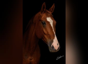 Westfale, Wallach, 8 Jahre, 170 cm, Fuchs