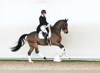 Westfale, Wallach, 8 Jahre, 171 cm, Brauner