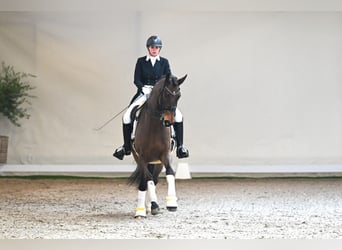 Westfale, Wallach, 8 Jahre, 171 cm, Brauner