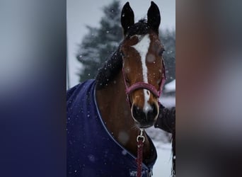 Westfale, Wallach, 8 Jahre, 171 cm, Brauner