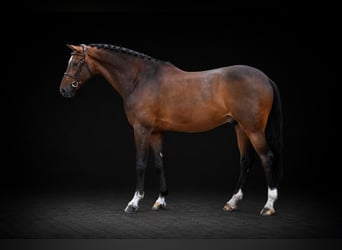 Westfale, Wallach, 8 Jahre, 171 cm, Brauner