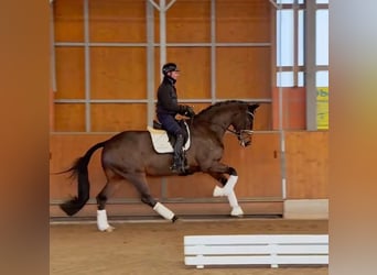 Westfale, Wallach, 8 Jahre, 172 cm, Brauner