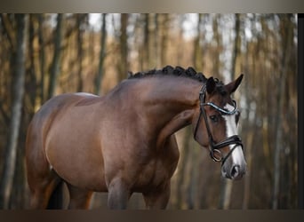 Westfale, Wallach, 8 Jahre, 172 cm, Brauner
