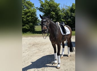 Westfale, Wallach, 8 Jahre, 172 cm, Dunkelbrauner