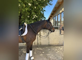 Westfale, Wallach, 8 Jahre, 172 cm, Dunkelbrauner