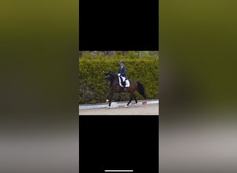 Westfale, Wallach, 8 Jahre, 172 cm, Dunkelbrauner
