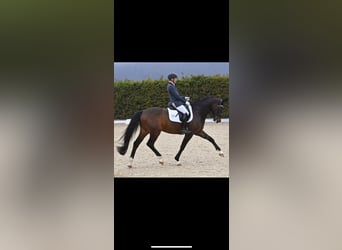Westfale, Wallach, 8 Jahre, 172 cm, Dunkelbrauner
