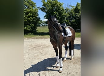 Westfale, Wallach, 8 Jahre, 172 cm, Dunkelbrauner